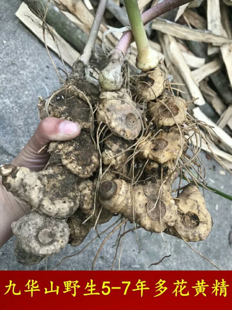 野生黄精