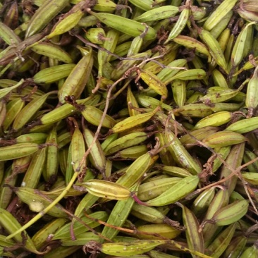 白芨果荚