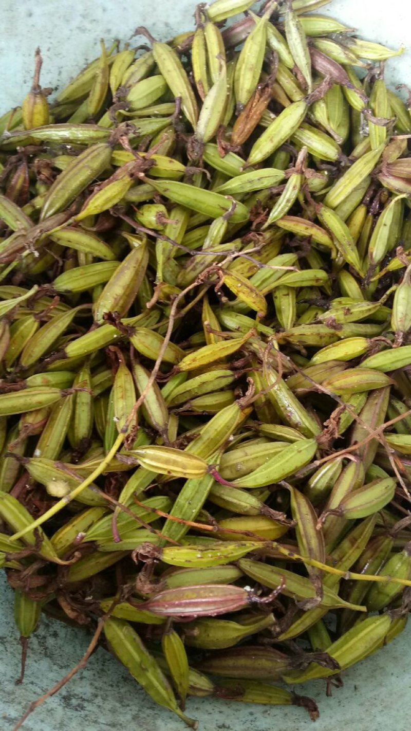 白芨果荚