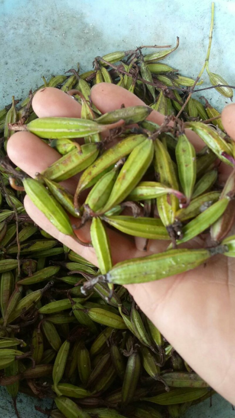 白芨果荚