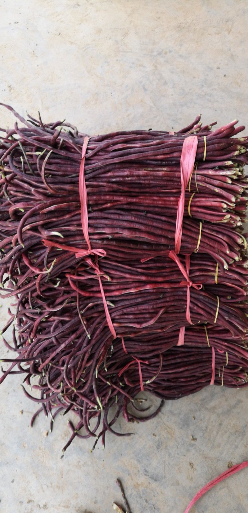 豆角，苦瓜，菜苔