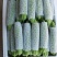 豆角，苦瓜，菜苔