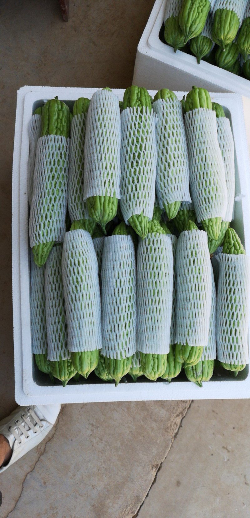 豆角，苦瓜，菜苔