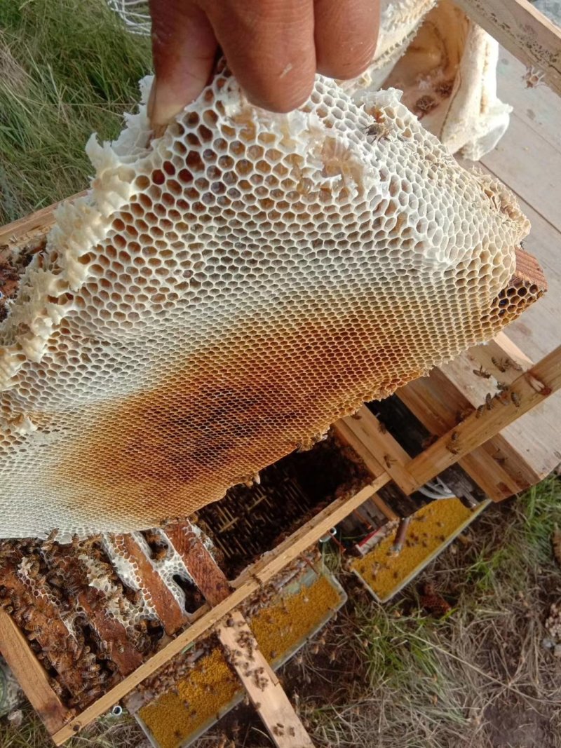 野蜂蜜，不是真货，我吃屎，放心购买，不满意可退货