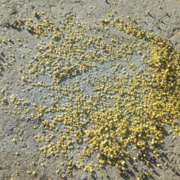 油菜籽