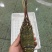 大西洋活冻活冻玉龙虾，源头供应，百分百活冻！