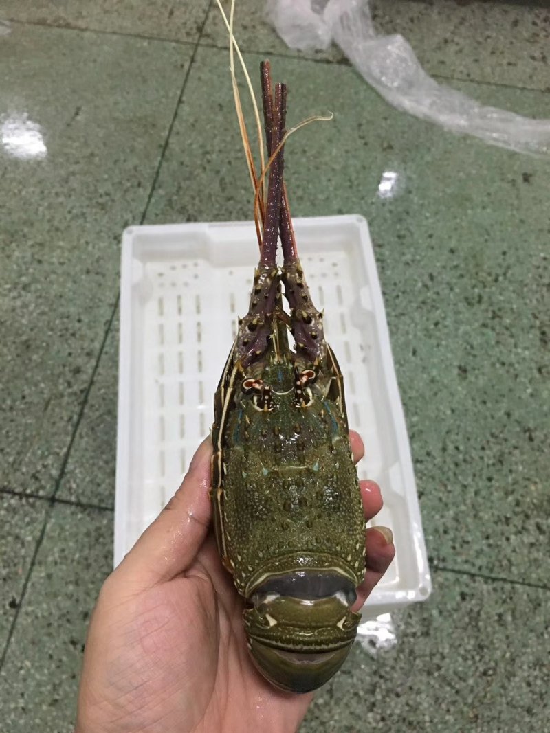 大西洋活冻活冻玉龙虾，源头供应，百分百活冻！