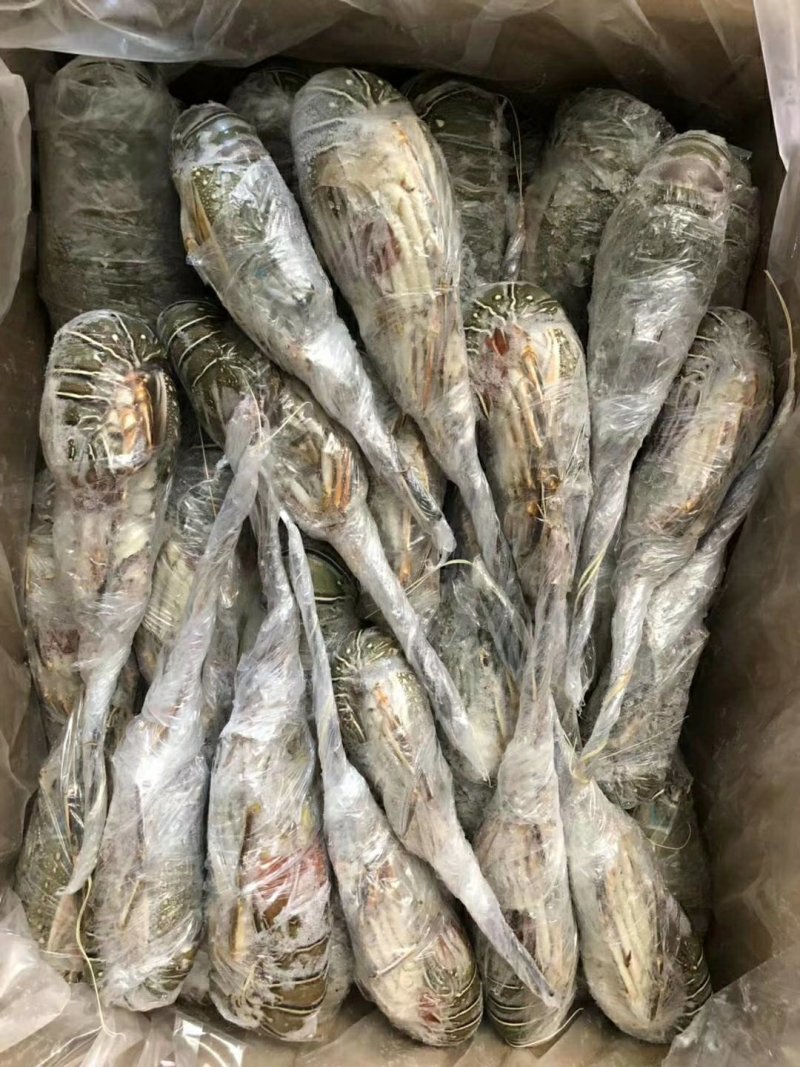 大西洋活冻活冻玉龙虾，源头供应，百分百活冻！