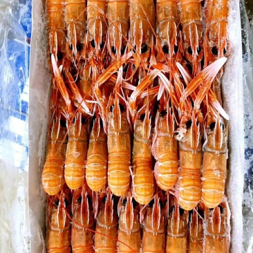 船冻莫桑比克海鳌虾！源头货！价格实在！