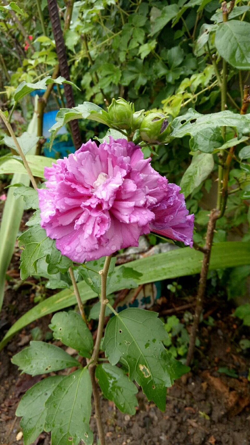 小木槿