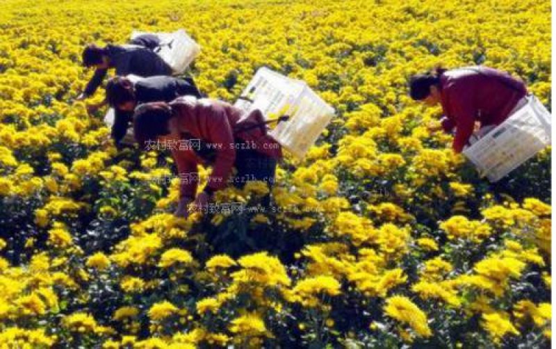 郦邑贡菊2018采摘召集，你采过葡萄草莓采过菊花吗？