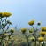 郦邑贡菊2018采摘召集，你采过葡萄草莓采过菊花吗？