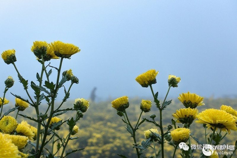 郦邑贡菊2018采摘召集，你采过葡萄草莓采过菊花吗？