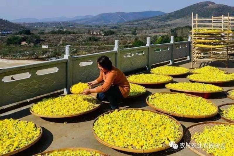 郦邑贡菊2018采摘召集，你采过葡萄草莓采过菊花吗？