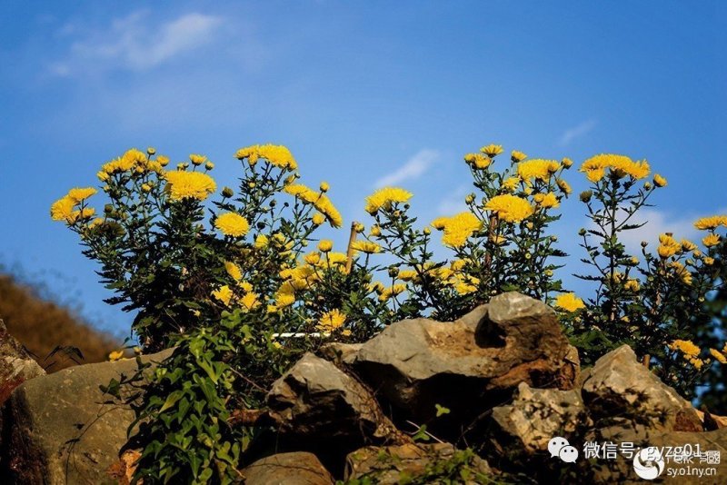 郦邑贡菊2018采摘召集，你采过葡萄草莓采过菊花吗？