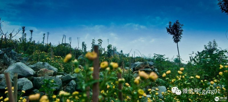 郦邑贡菊2018采摘召集，你采过葡萄草莓采过菊花吗？