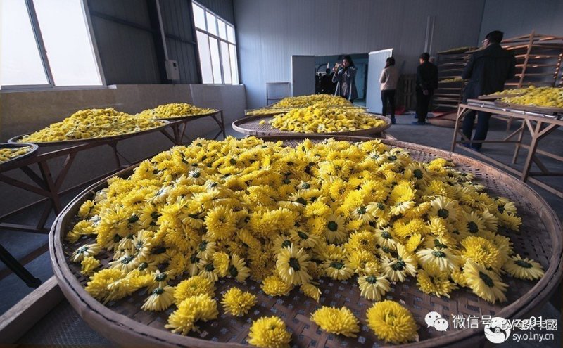 郦邑贡菊2018采摘召集，你采过葡萄草莓采过菊花吗？
