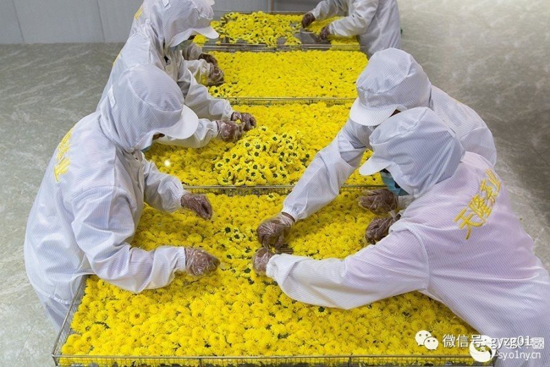 郦邑贡菊2018采摘召集，你采过葡萄草莓采过菊花吗？