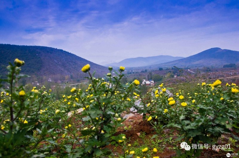 郦邑贡菊2018采摘召集，你采过葡萄草莓采过菊花吗？