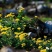郦邑贡菊2018采摘召集，你采过葡萄草莓采过菊花吗？