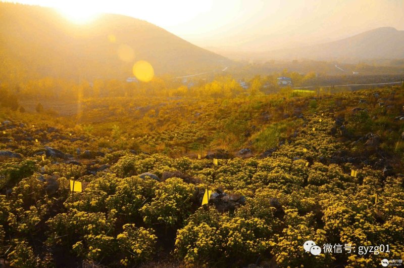 郦邑贡菊2018采摘召集，你采过葡萄草莓采过菊花吗？