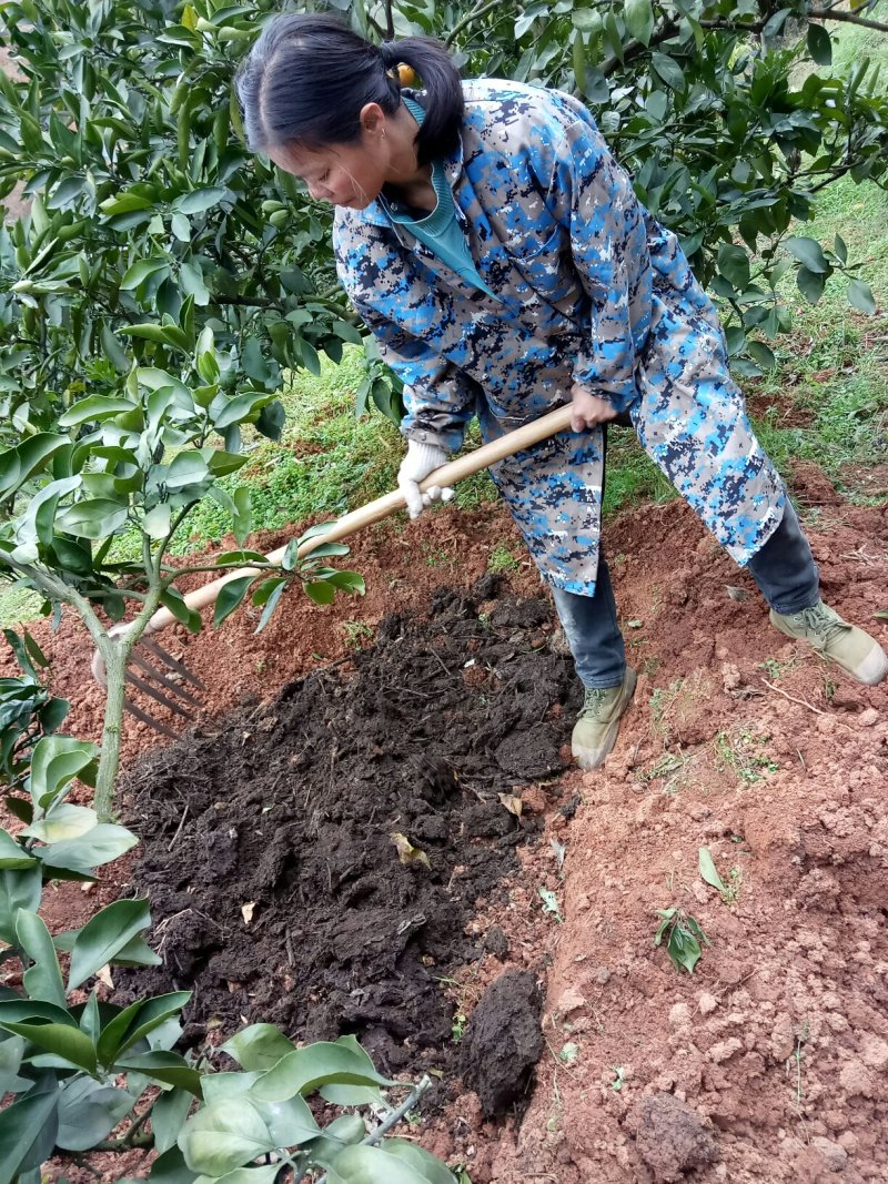 东江湖蜜桔