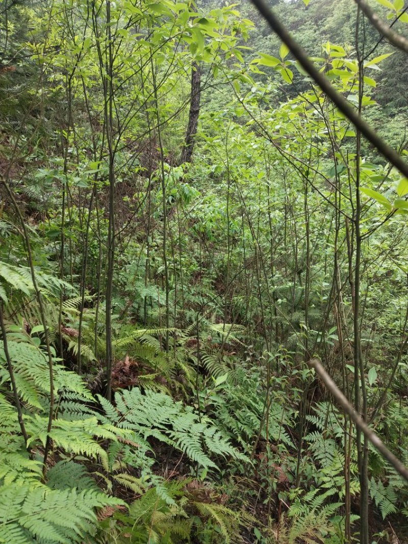 木姜子苗山胡椒苗客户放心的苗