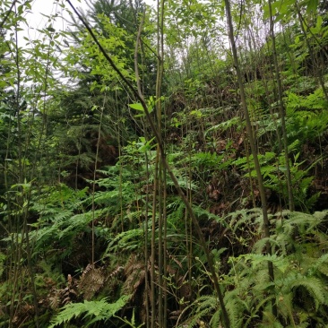 木姜子苗山胡椒苗客户放心的苗