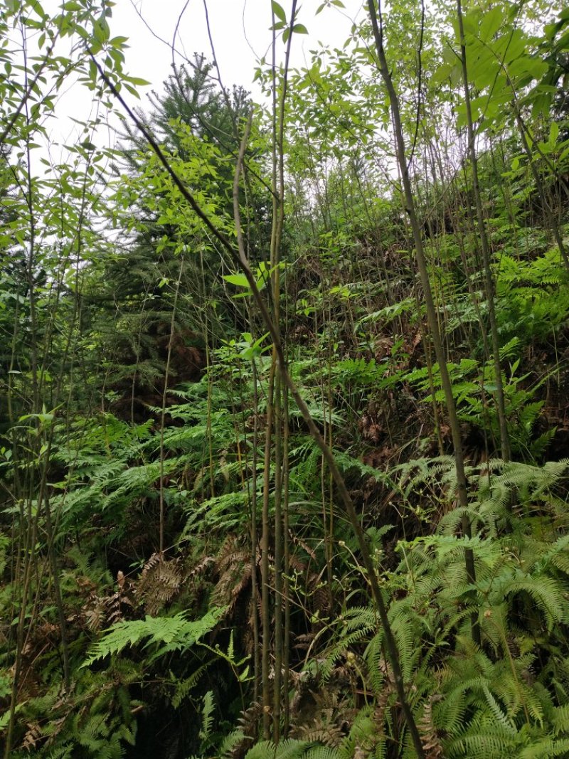 木姜子苗山胡椒苗客户放心的苗