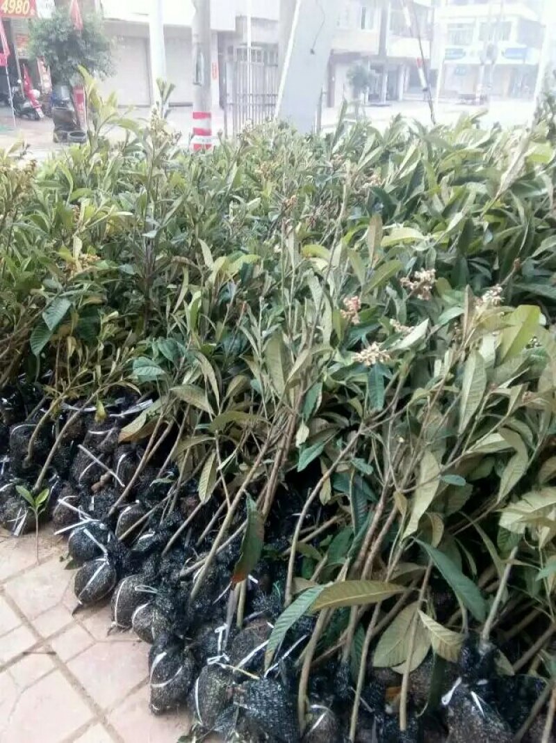 大五星枇杷苗，带土球，单株包装，基地直销，品种纯正。
