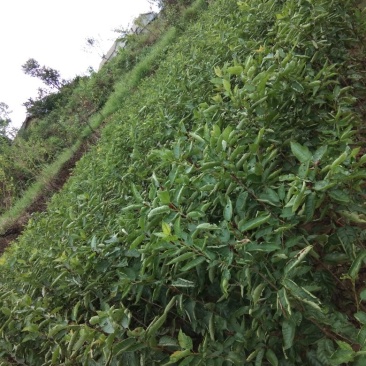 嫁接大撄桃苗当年挂果全场包邮，送根粉。