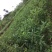 嫁接大撄桃苗当年挂果全场包邮，送根粉。