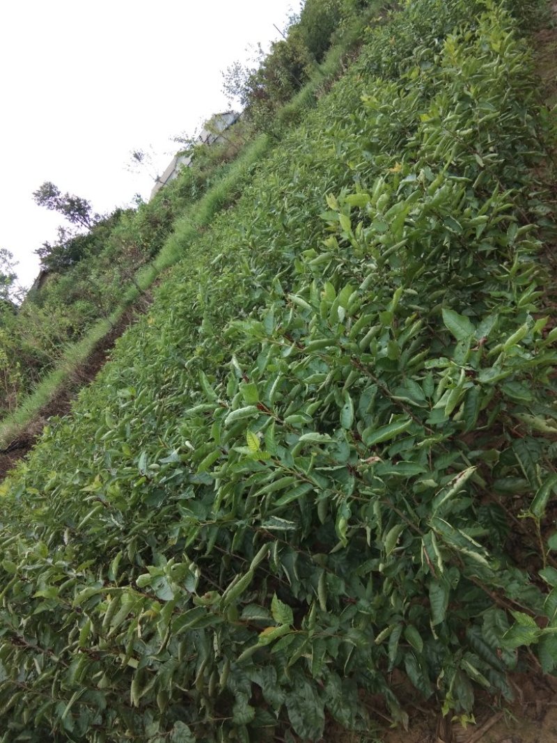 嫁接大撄桃苗当年挂果全场包邮，送根粉。