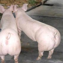 长白母猪种猪全国
