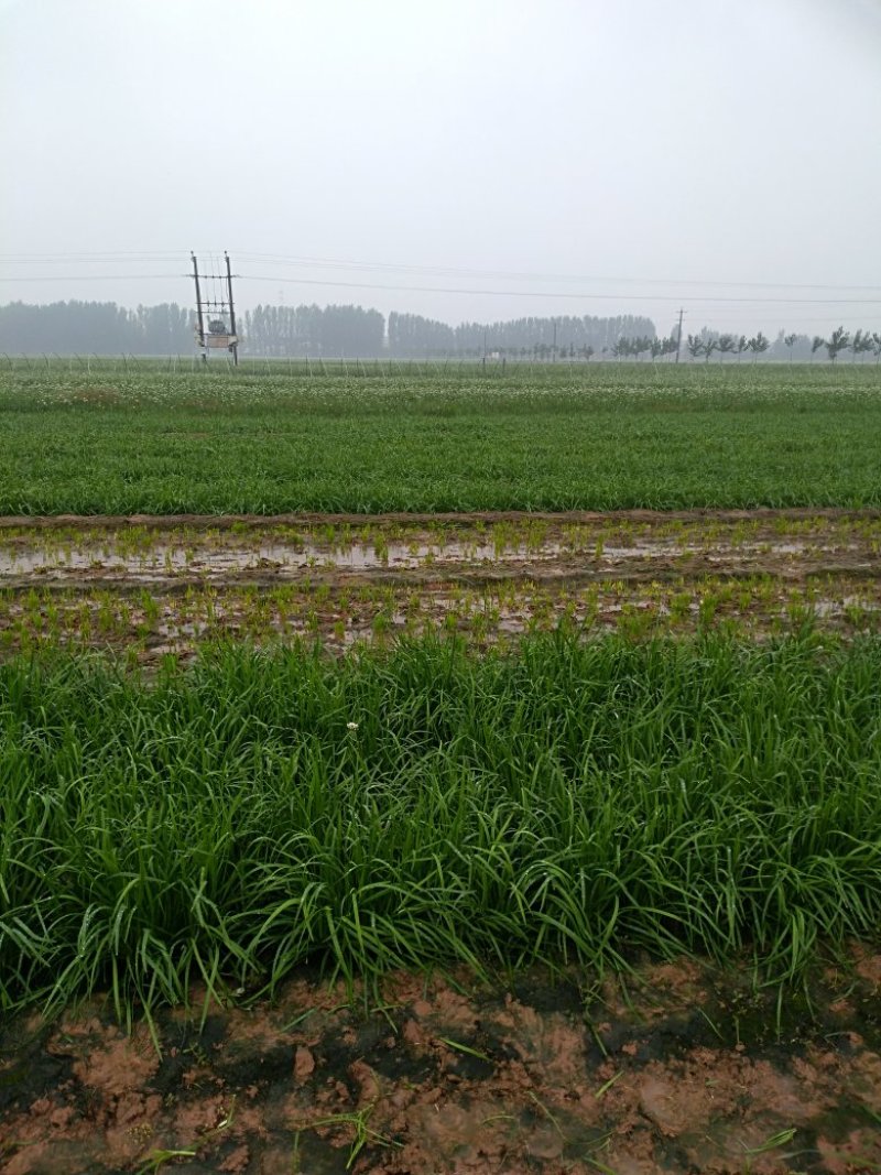 头刀韭菜供应中，欢迎实地考查，500亩韭菜基地，