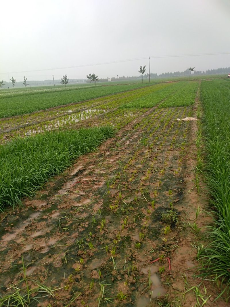 头刀韭菜供应中，欢迎实地考查，500亩韭菜基地，