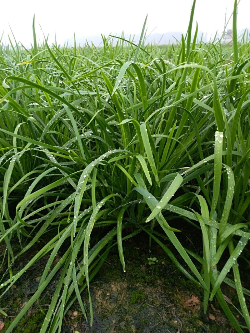 头刀韭菜供应中，欢迎实地考查，500亩韭菜基地，