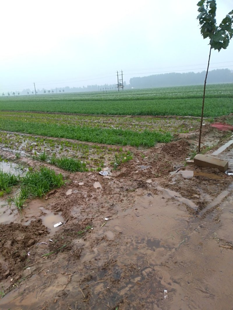 头刀韭菜供应中，欢迎实地考查，500亩韭菜基地，