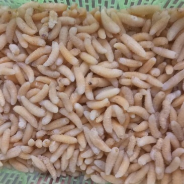 熟冻一级蜂蛹