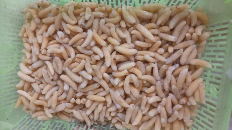 熟冻一级蜂蛹