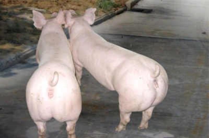 二元母猪全国包邮