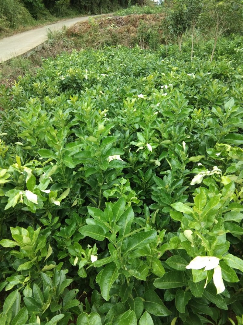 白柚嫁接苗，柚果形大，产量高，全场包邮