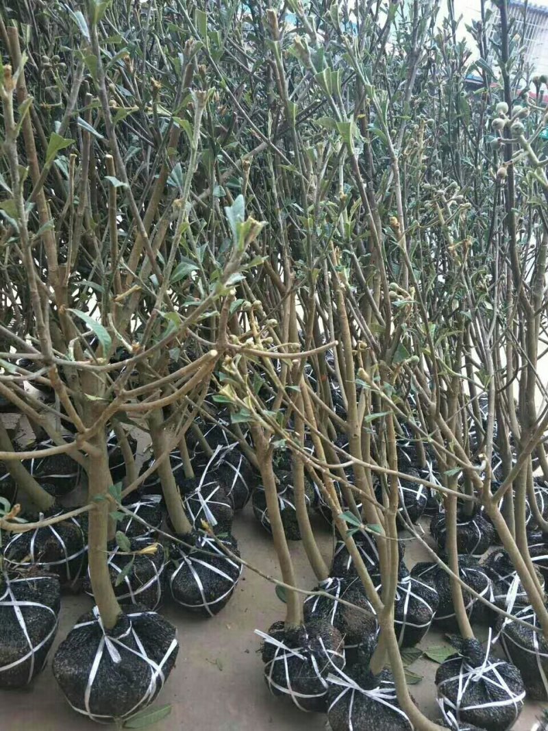 大五星枇杷苗，挂果树苗，三公分起苗，带土球。