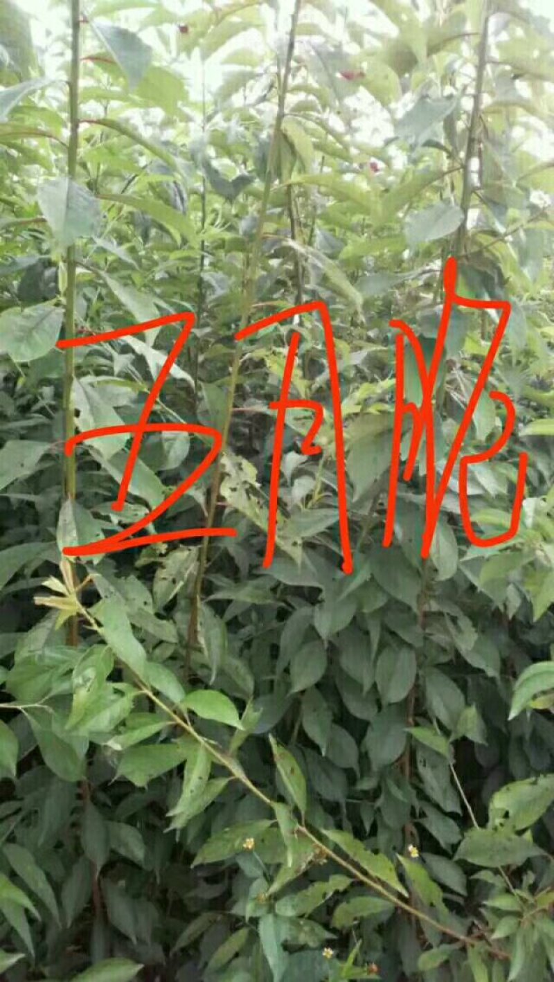 优质嫁接李子苗，李子苗批发，各种李子苗，品种质量保证