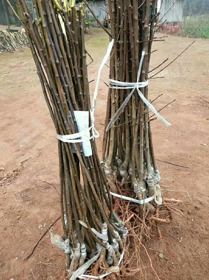 优质嫁接李子苗，李子苗批发，各种李子苗，品种质量保证