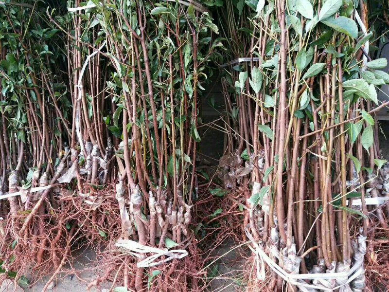 优质嫁接李子苗，李子苗批发，各种李子苗，品种质量保证