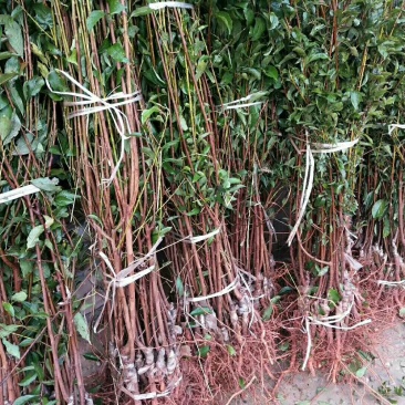 优质嫁接李子苗，李子苗批发，各种李子苗，品种质量保证