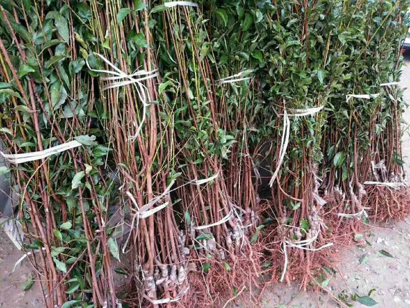 优质嫁接李子苗，李子苗批发，各种李子苗，品种质量保证