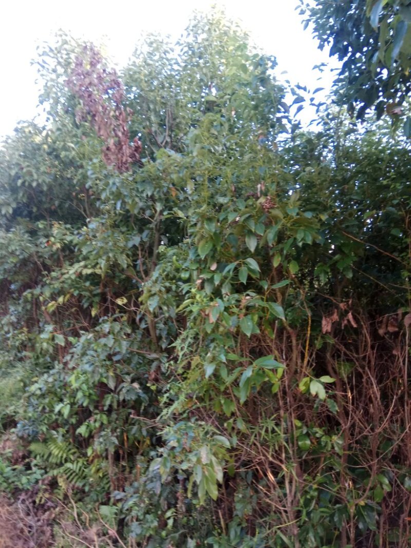 香樟桂，桂花，木荷，油茶苗出售