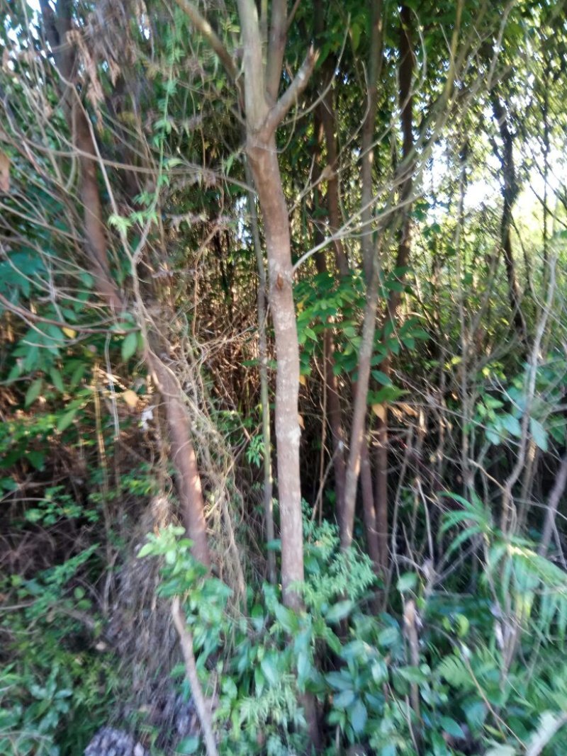 香樟桂，桂花，木荷，油茶苗出售